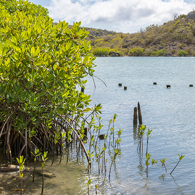 Schoonmaken Mangroven Curacao